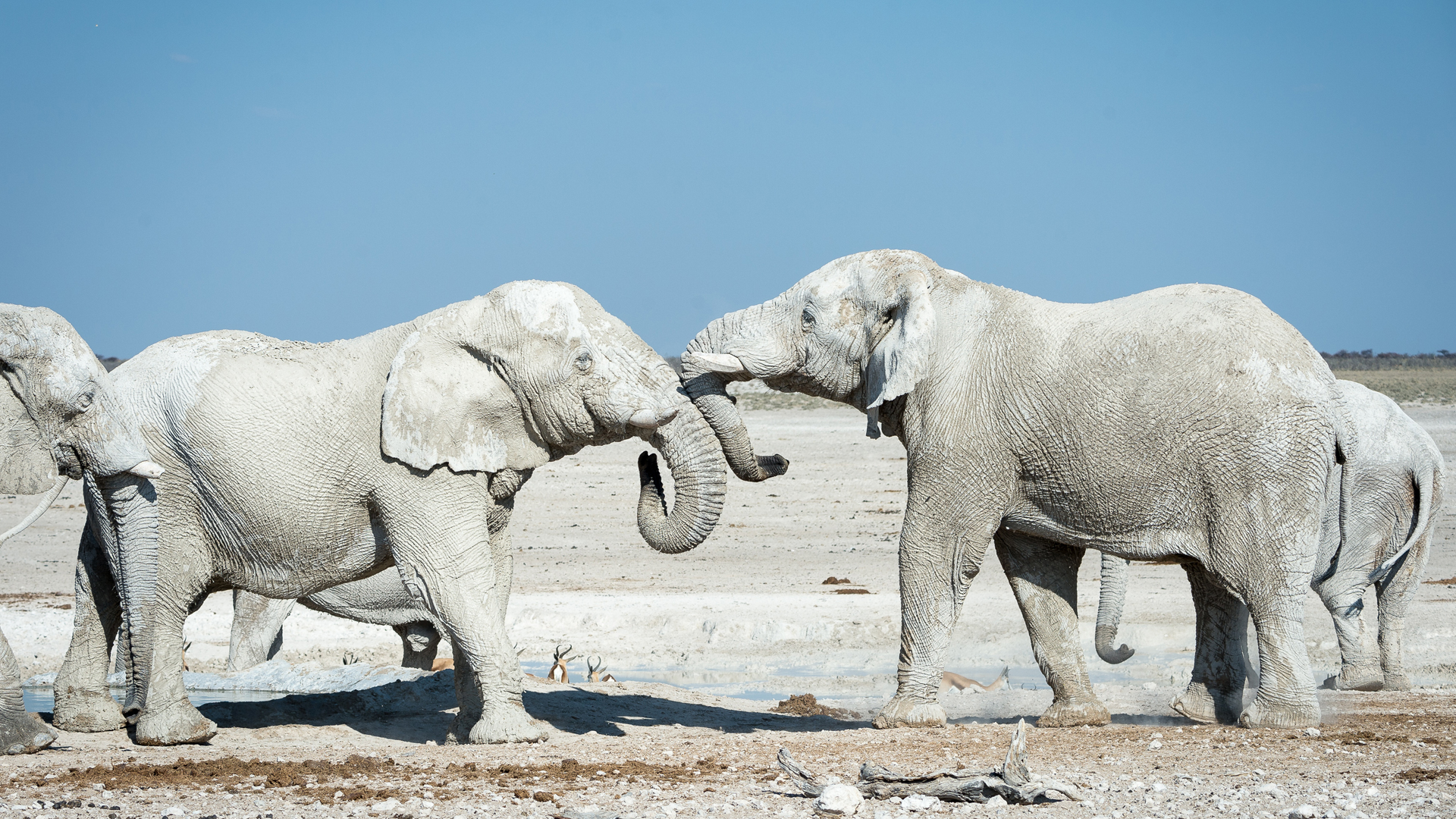 namibia regions etosha national park desert elephants