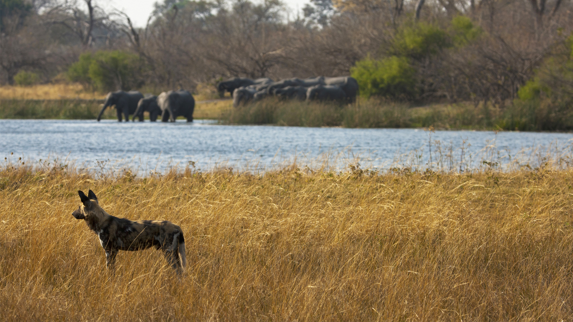 Botswana Regions linyanti zarafa wild dog and elephant