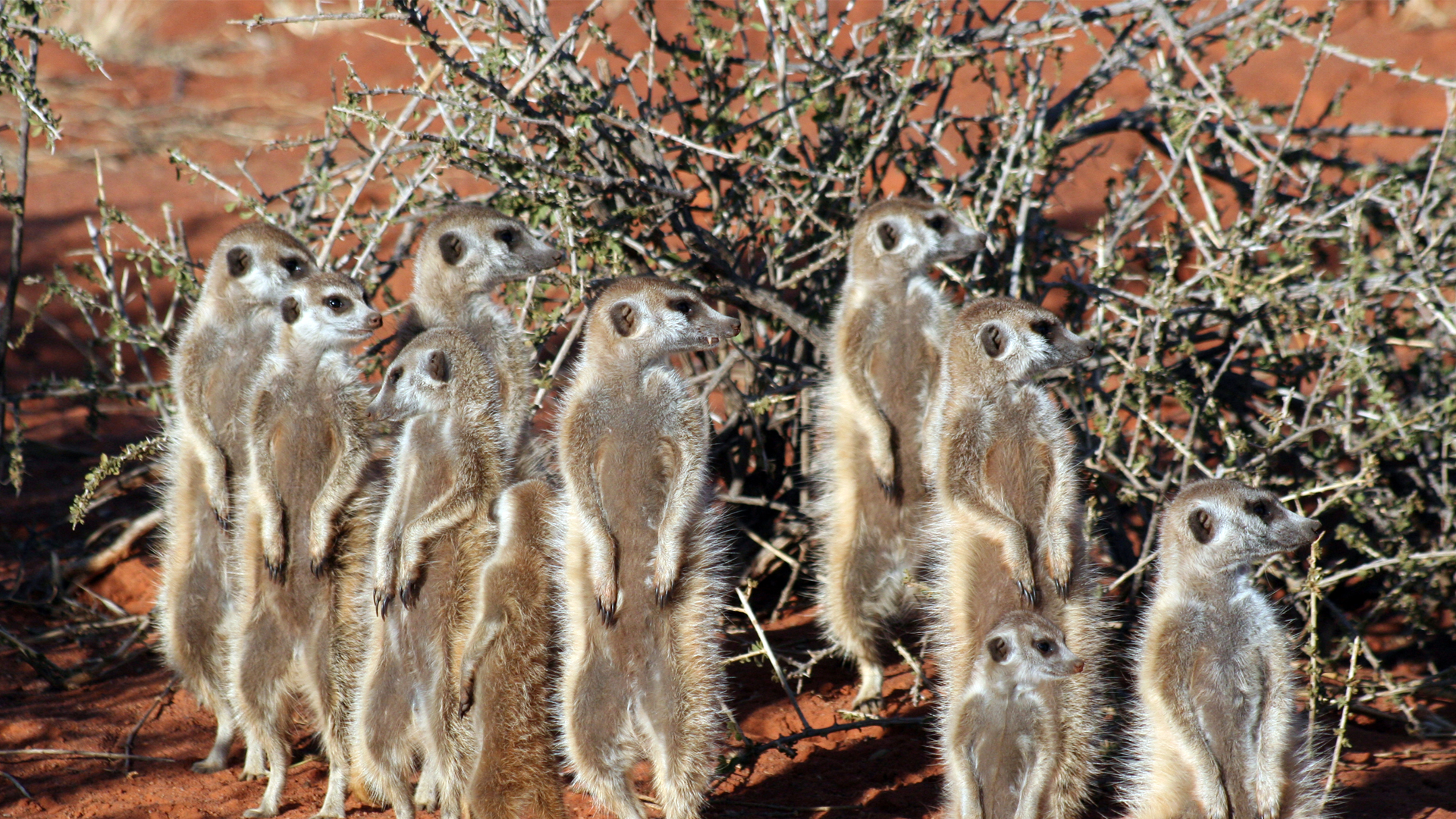 About Us header meerkats south africa tswalu