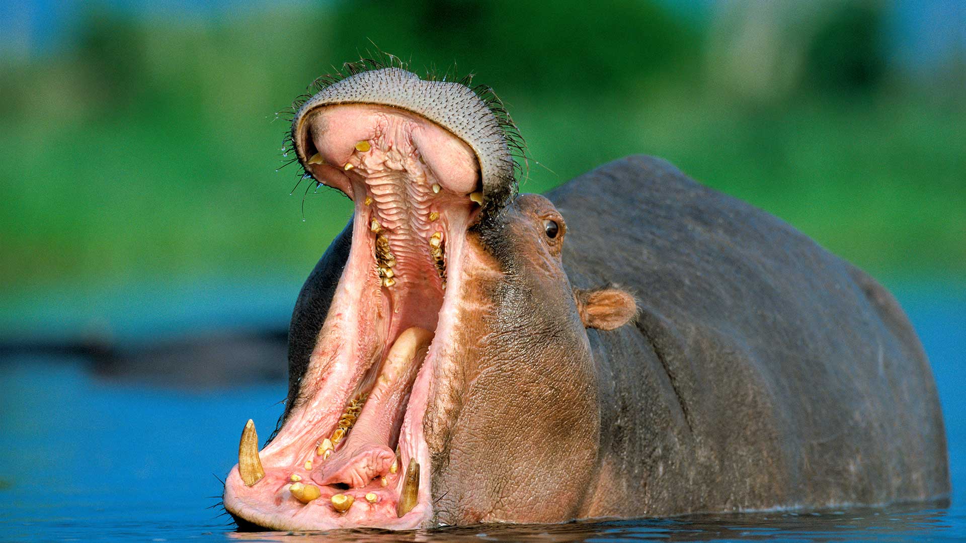 namibia regions chobe hippo