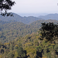 3-bill-rwanda-nyungwe-forest-view
