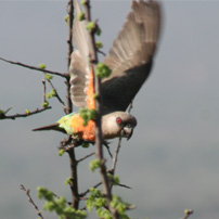orange-bellied-parrot-rob-kenya-north-2011