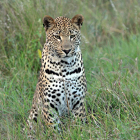 Sabi Sands leopard