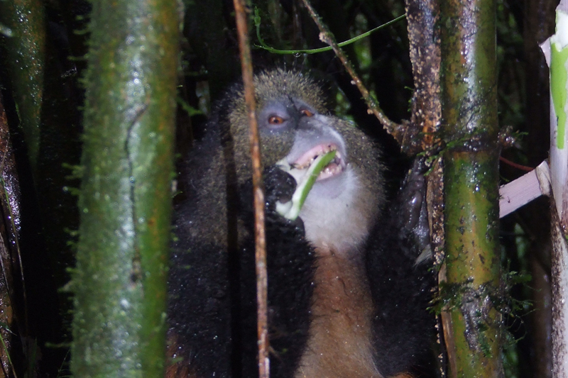 mary-takes-in-the-primates-of-uganda-and-rwanda-october-2011