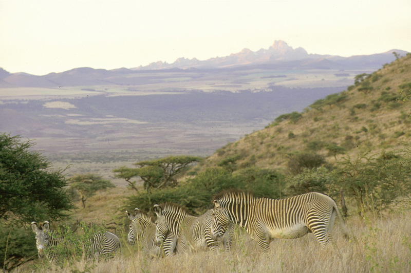 lewa-conservancy-conservation-in-kenya-Lewa-Grevy-Zebra