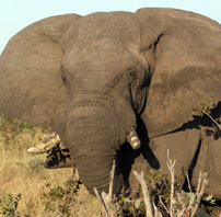 Hwange Elephant-head 202
