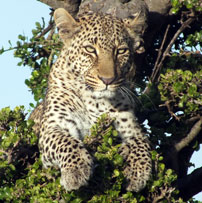 Mara-leopard-202