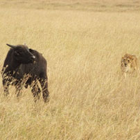mara-lioness-hunt-202