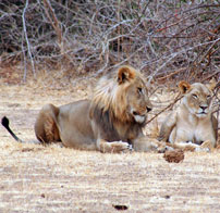 view-Lion-male-and-female-2