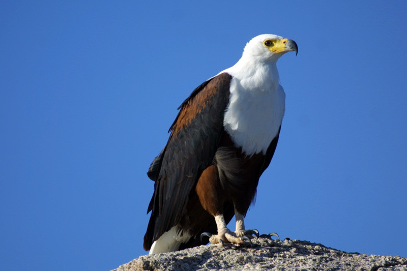 Conservation in Botswana – Full interview with Brian Jackman