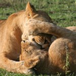 Lioness-and-cub-playing-202