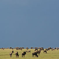 View-Serengeti-herds-and-20