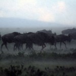 Wildebeest-bearded-in-rain-