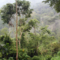 Mountain Gorilla in Bwindi Impenetrable Forest