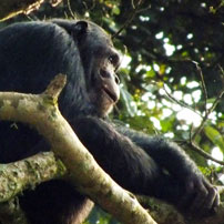 Michele-Rwanda-chimp-202