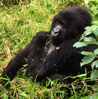 Michele-Rwanda-gorilla-202