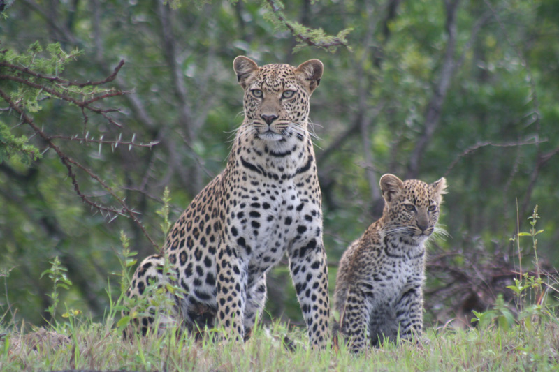 Leopard mother & cub in the Masai Mara