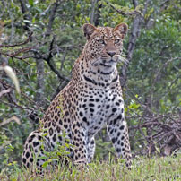 Fran-leopard