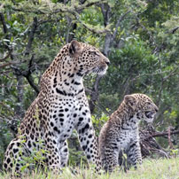Fran-leopards