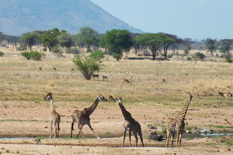 Mary reveals Ruaha – November 2014