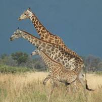 Michele-Giraffe-with-storm-