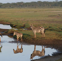 Rob-Serenget-Zebra-reflecti