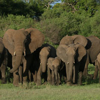 elephant-family-202