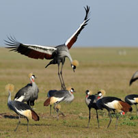 Liuwa-crowned-cranes-202