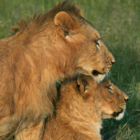 Mara-lions202