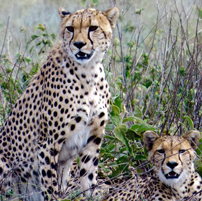Fran-Serengeti-cheetah-202