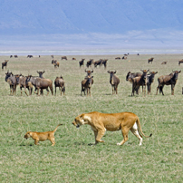 Fran-Serengeti-lions-202