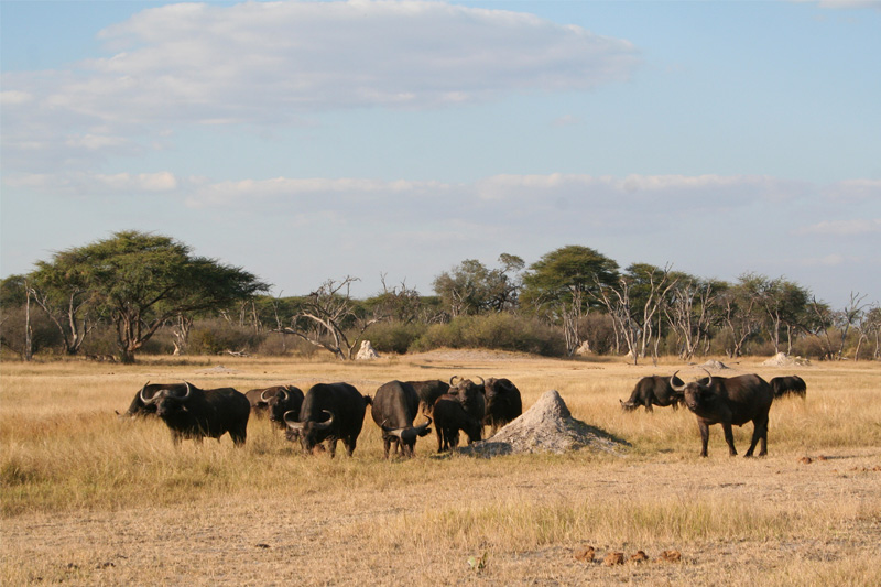 Rob-visits-Victoria-Falls,-Zambezi-and-Hwange-national-parks---June-2015