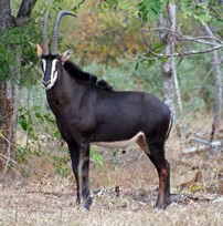 Rob-Zim-Sable-antelope202