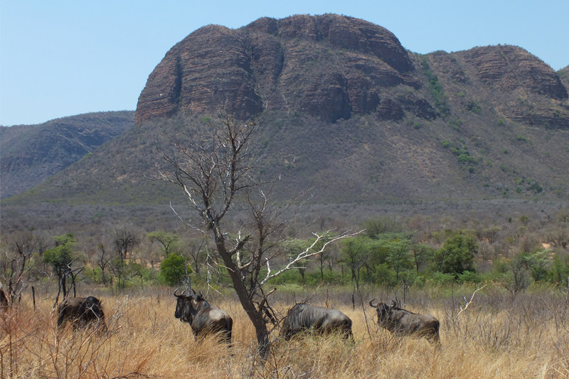 Mary travels through northern South Africa and into Mashatu – October, 2015