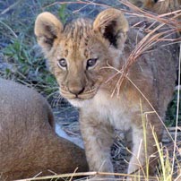 Julia-lion-cub202
