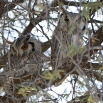 Rob-white-faced-owls202