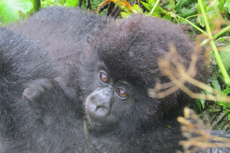 gorillas-in-rwanda