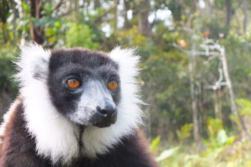 lemurs-of-madagascar