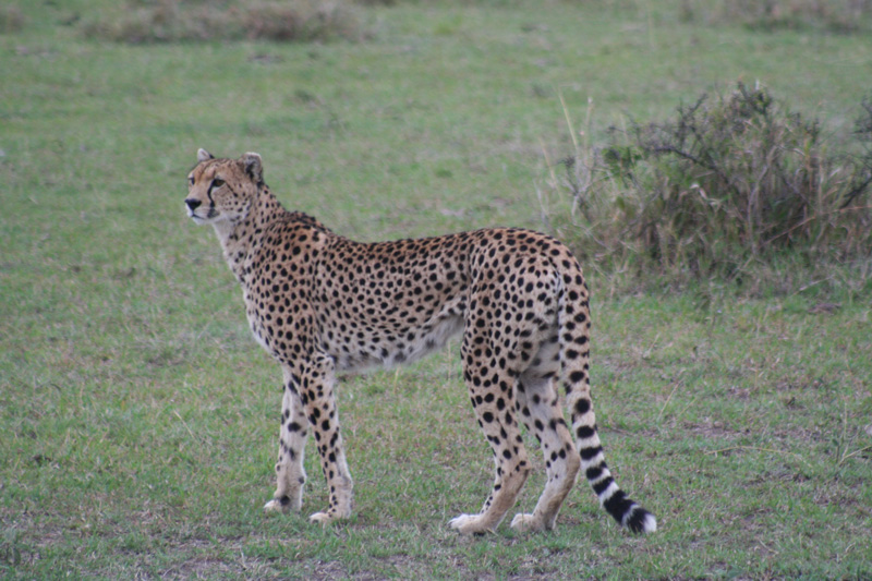 Predators of The Serengeti and Masai Mara