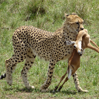 joe-michele-kenya-2017-cheetah-impala