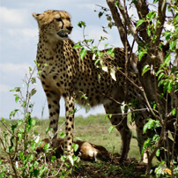 joe-michele-kenya-2017-cheetah-kill