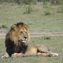 joe-michele-kenya-2017-lion