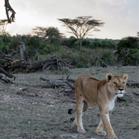 joe-michele-kenya-2017-lioness