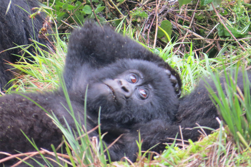 Frances treks for gorillas march 2017