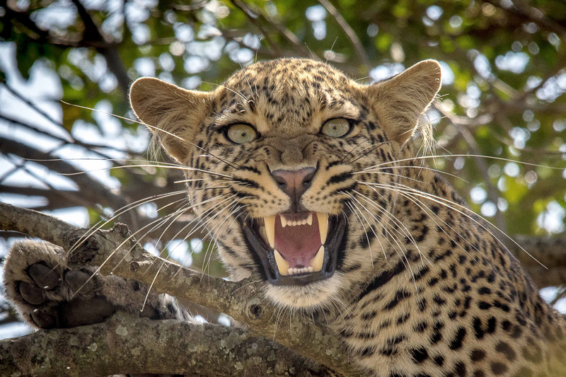 gallery-of-2016-Leopard-in-Tree-A-Tuck