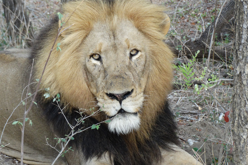 Julia visits the private game reserves of northern South Africa – October 2016