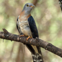 Rob 17 Cuckoo red chested20 e1553678863914