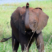 Rob 17 Elephant baby in Tar