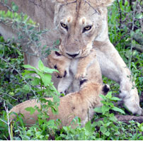 Rob 17 Lioness and cub in m