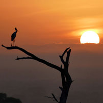 Rob 17 Tarangire stork sunr